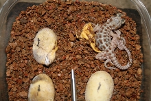 Leopard lizard hatchlings