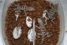 CB banded rock lizards