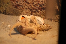 Uma notata mating.