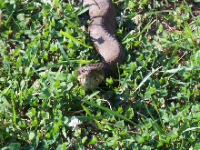 Cottonmouth Approach