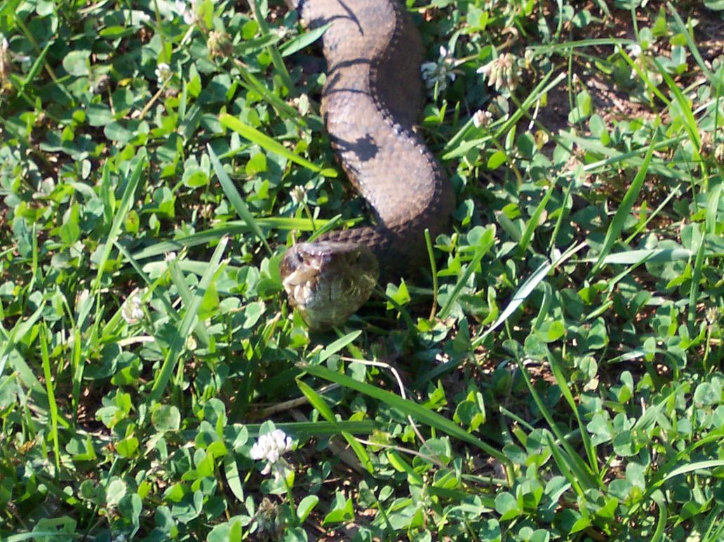 Cottonmouth Approach