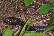 8ft Rat Snake