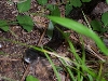 Black Rat Snake Rippled