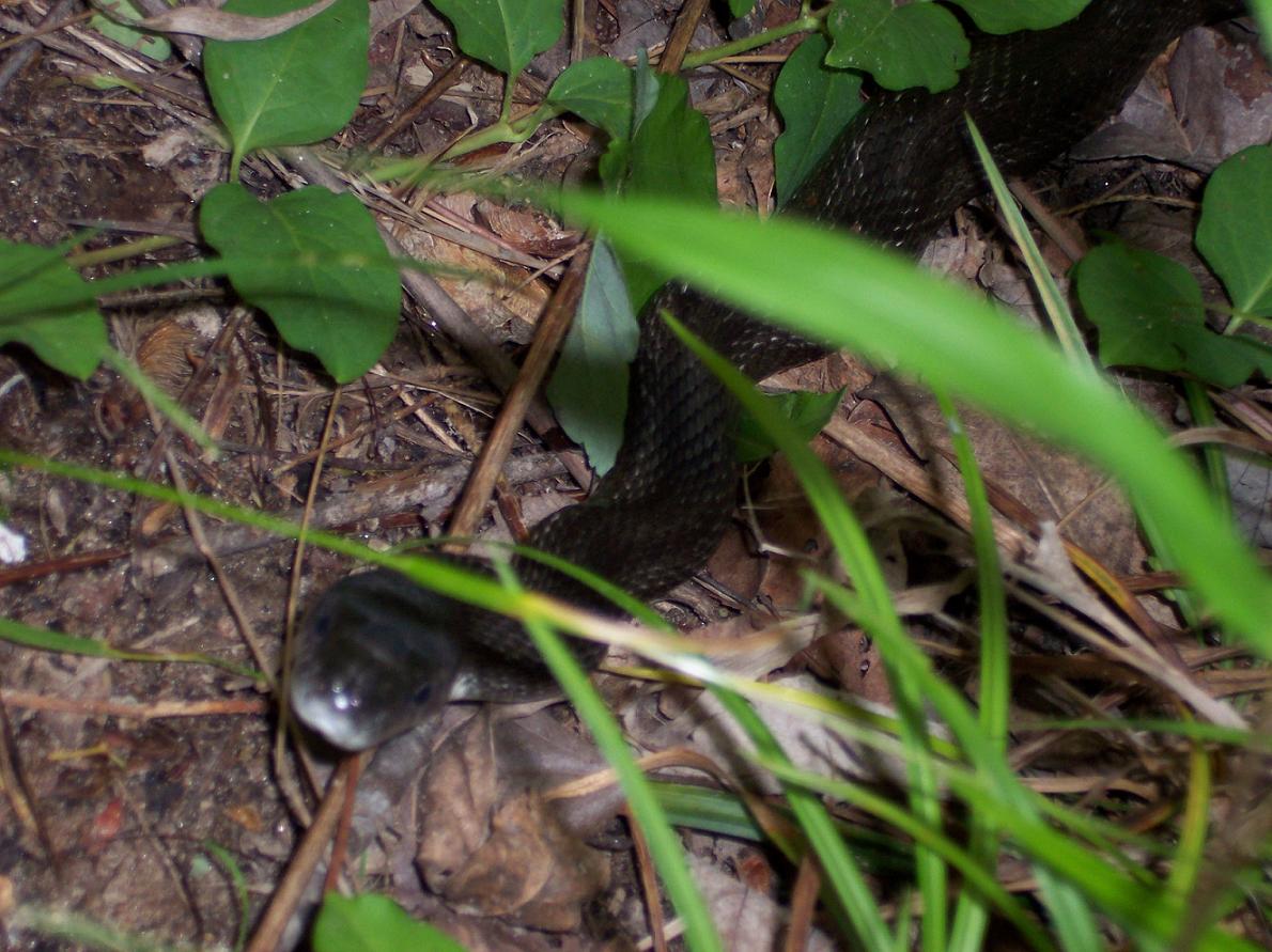Black Rat Snake Rippled