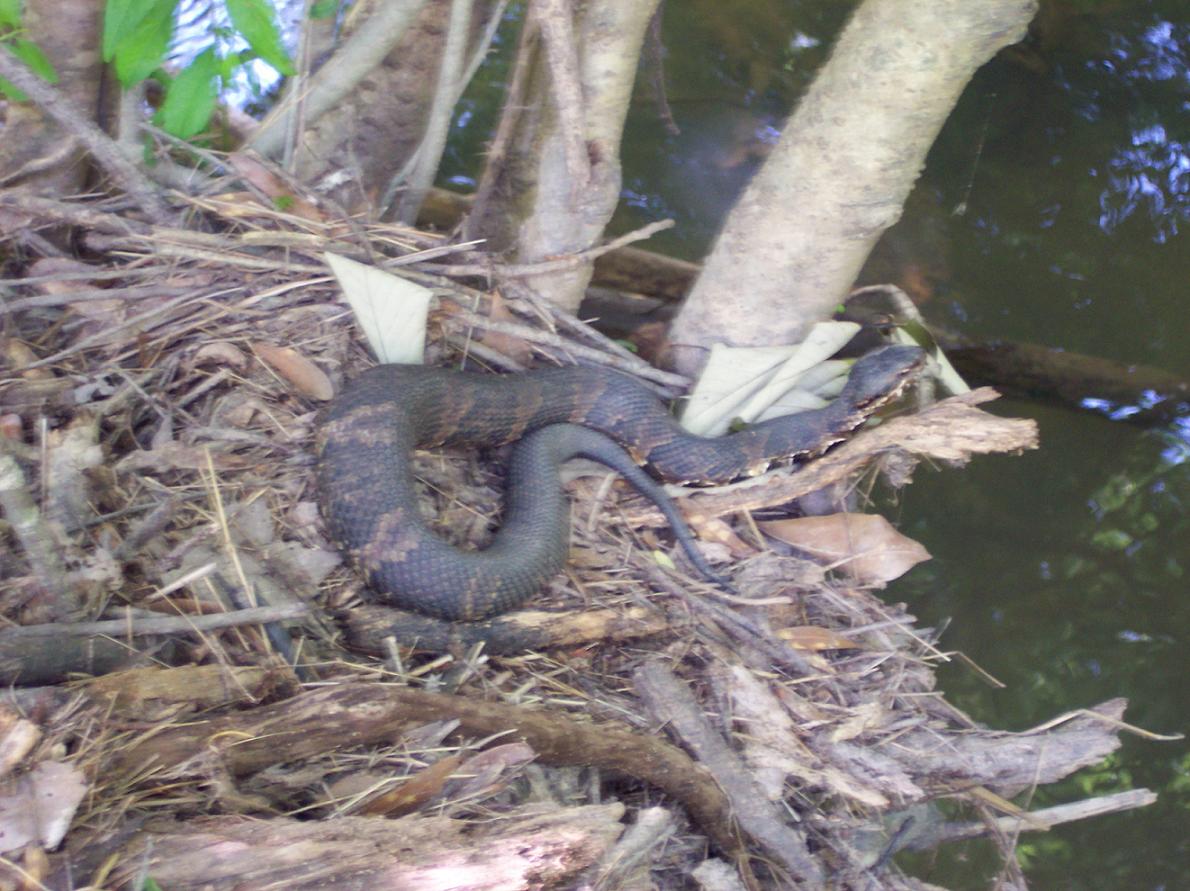 Cottonmouth 5-20-08