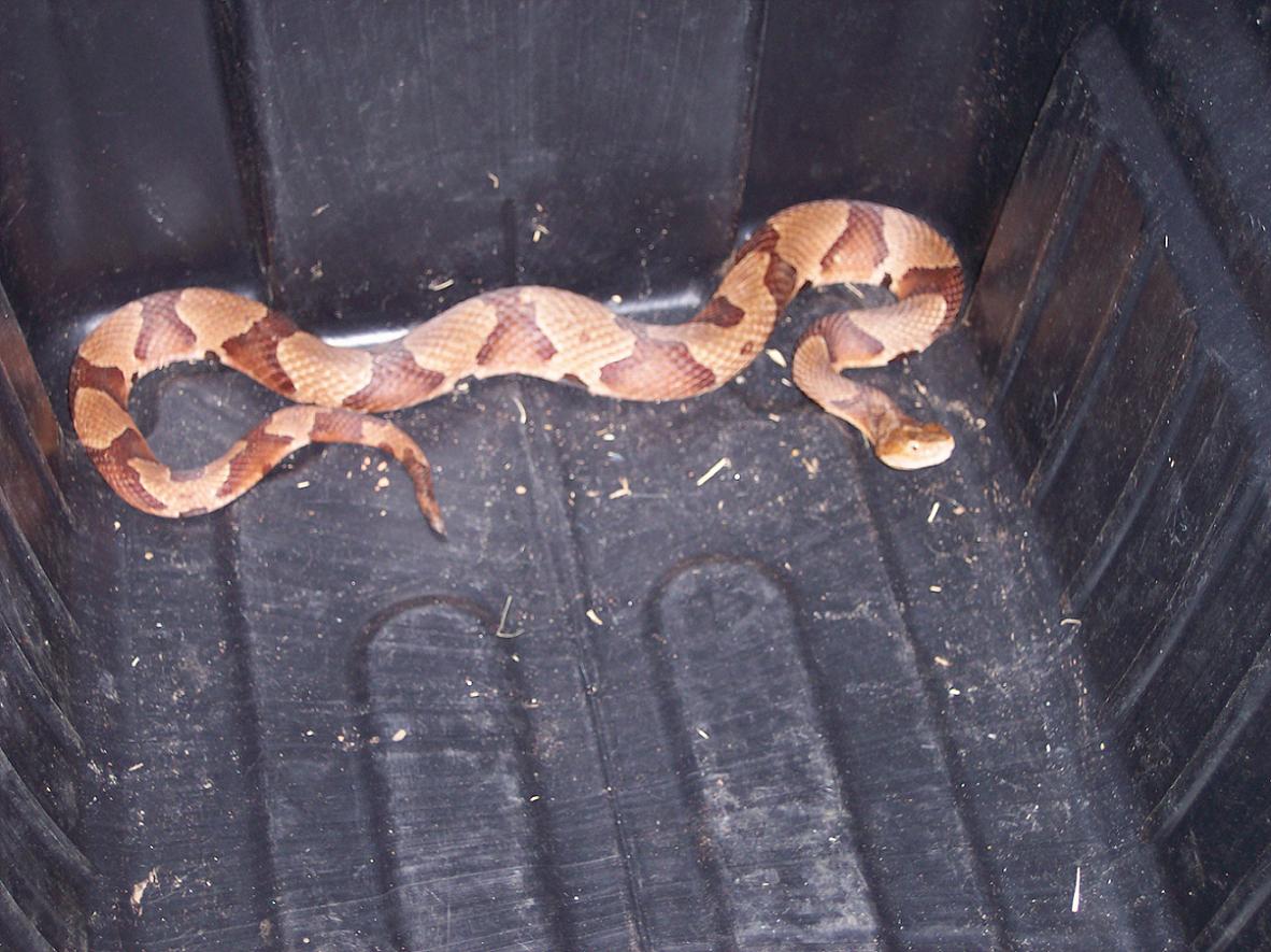 Copperhead Rescued