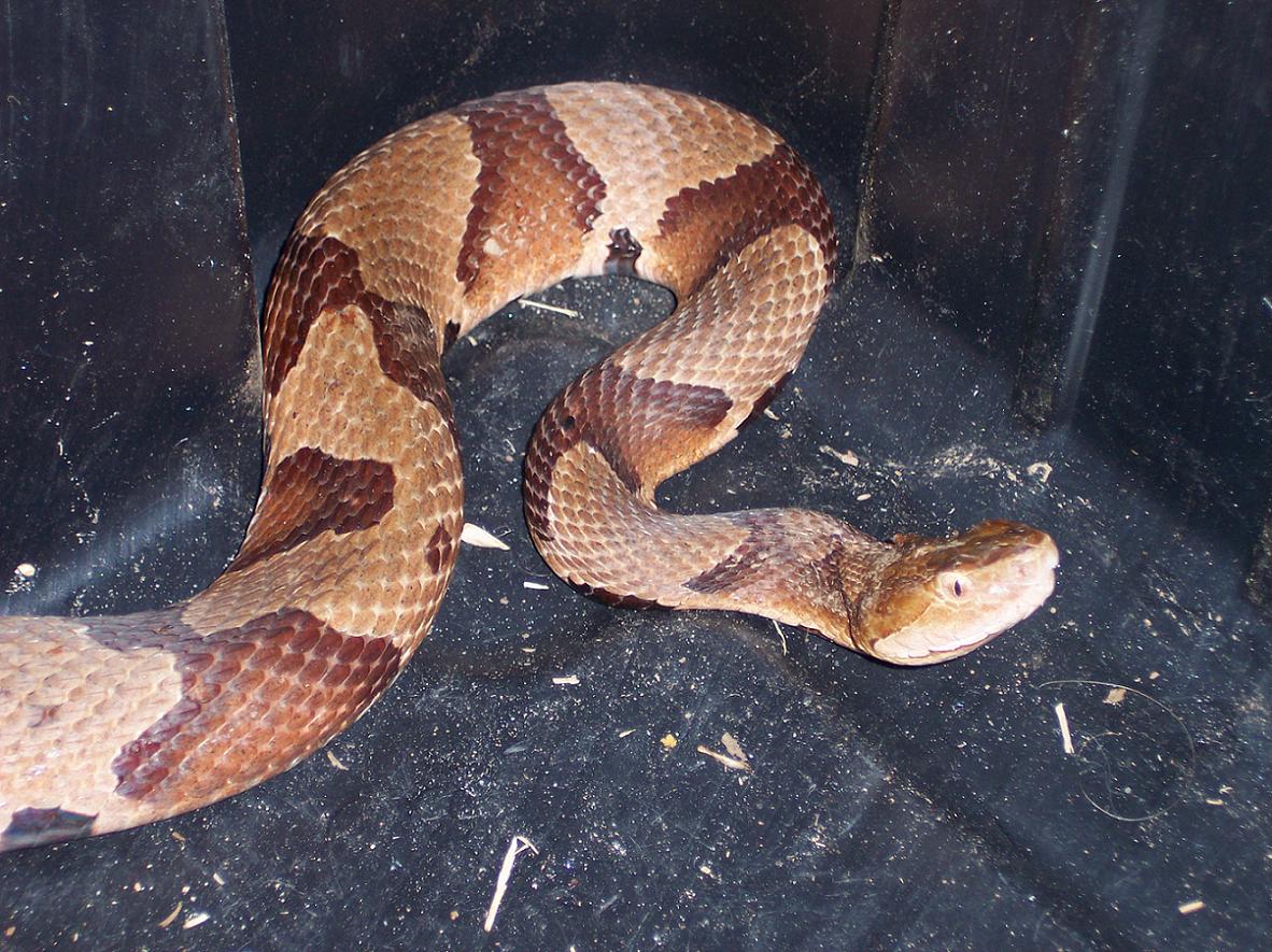 Copperhead rescueed
