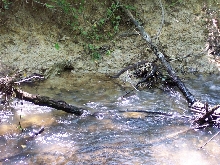 Cottonmouth on creek