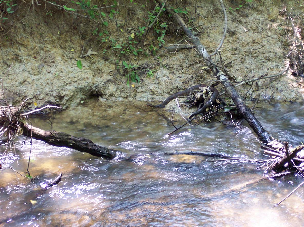 Cottonmouth on creek
