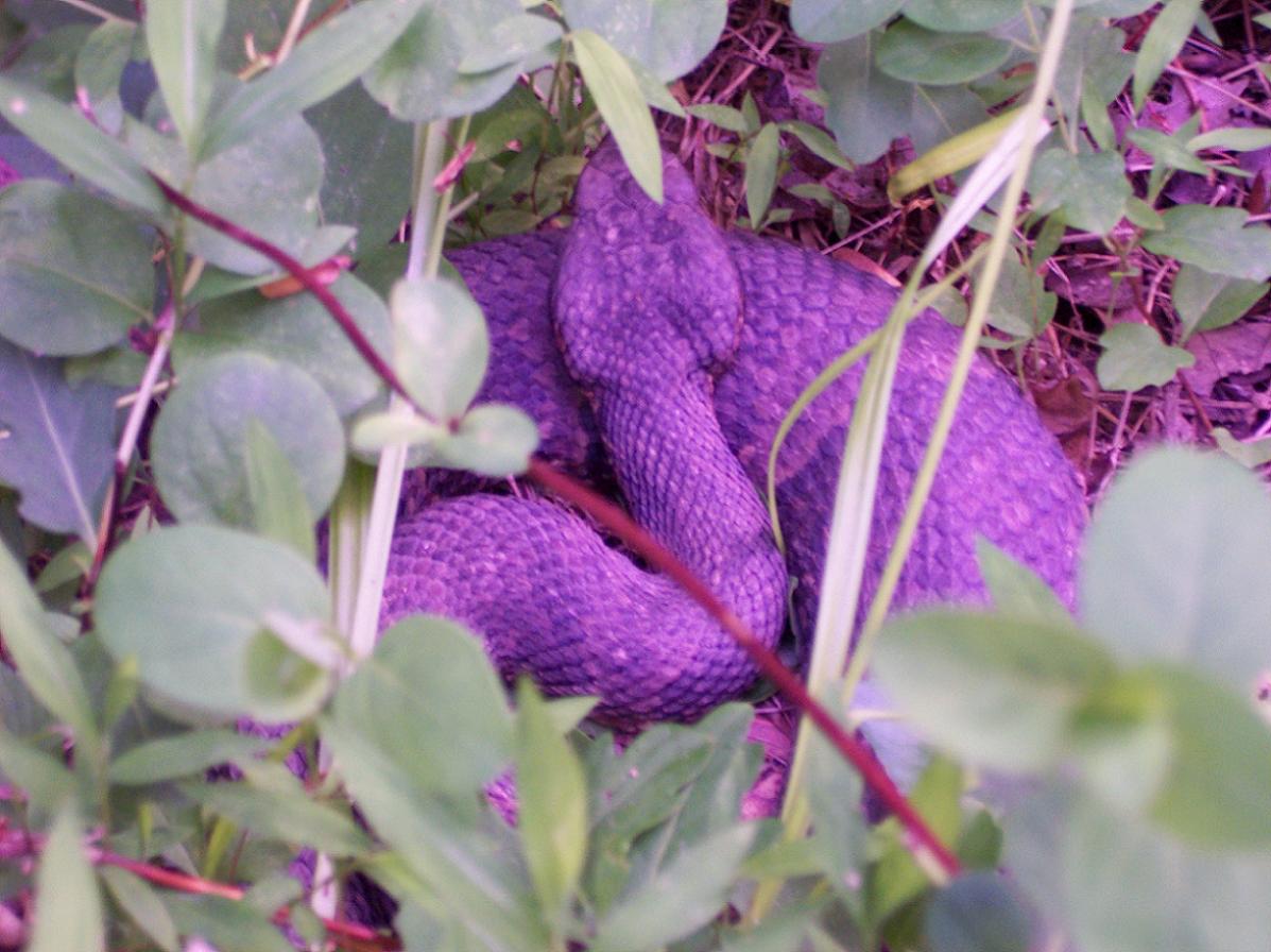 Cottonmouth in grass 2
