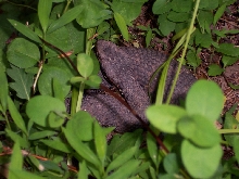 Cottonmouth in grass