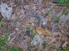 Water Snake
