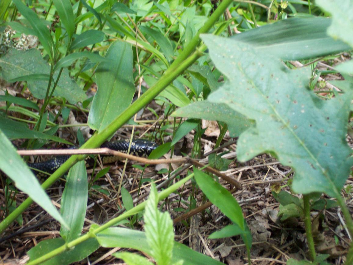 Peeking thru the grass