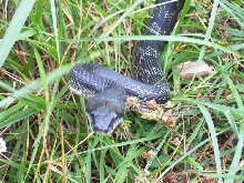 Rat snake traveling thru grass