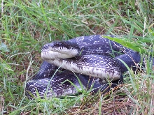 defense posture of Black Rat Snake