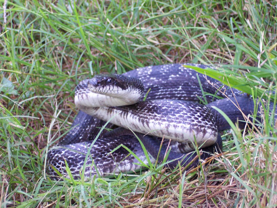 defense posture of Black Rat Snake