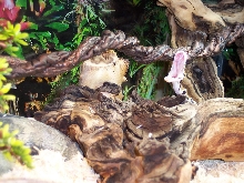 Jafar waking up in his new home