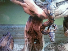 Jafar in new habitat