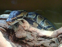 Jafar chillin