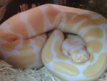 Alf Curled up