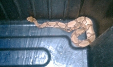 Copperhead Rescue