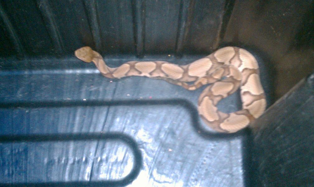 Copperhead Rescue