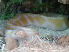 ALF roaming around his jungle