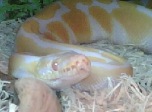 ALF roming in jungle