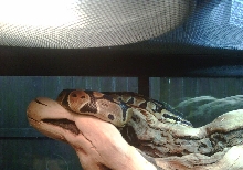 Jafar basking