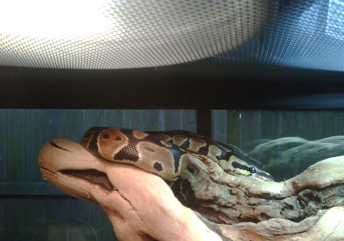 Jafar basking