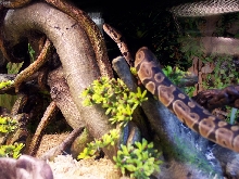 Jafar in the jungle exploring
