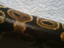 Jafar Pattern2