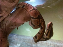 Jafarhanging around