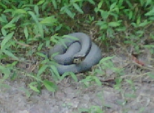 Cottonmouth sitting in sun