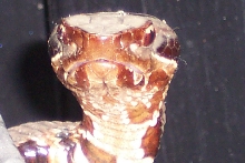cottonmouth lookin at ya