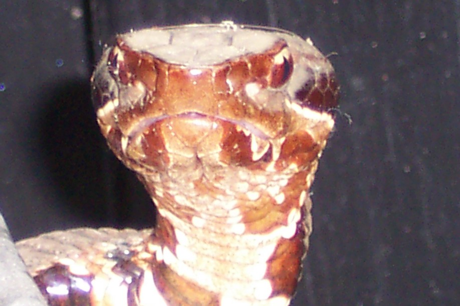 cottonmouth lookin at ya