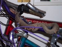 cottonmouth on bike