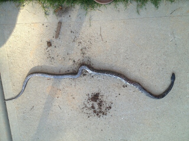 Rat snake? 2
