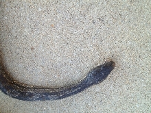 Rat snake?