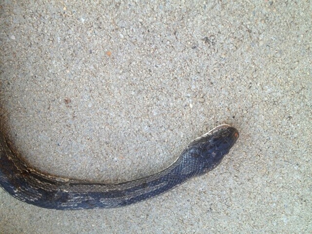 Rat snake?