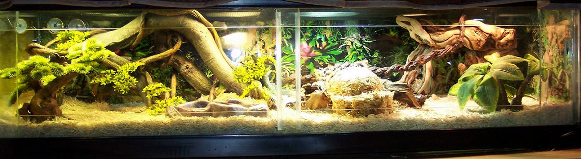 Tank pic