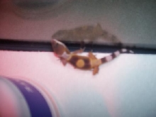 baby gecko