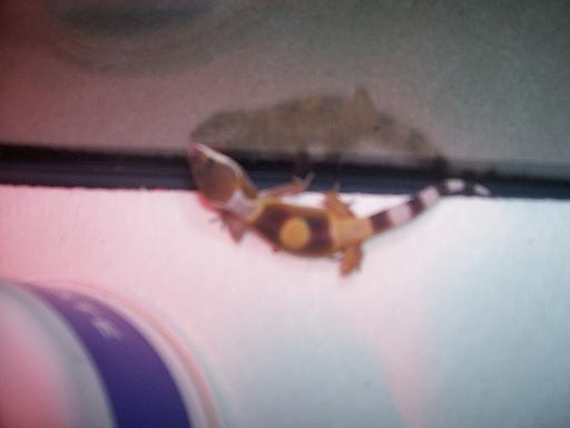 baby gecko