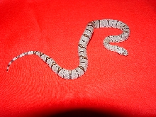 female grayband