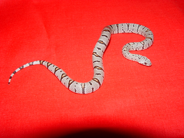 female grayband