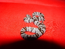 Male grayband