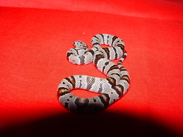 Male grayband