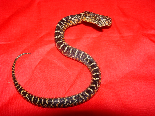 Fl king baby
