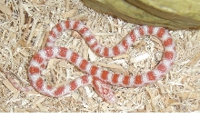 Albino Eastern