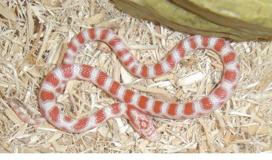 Albino Eastern